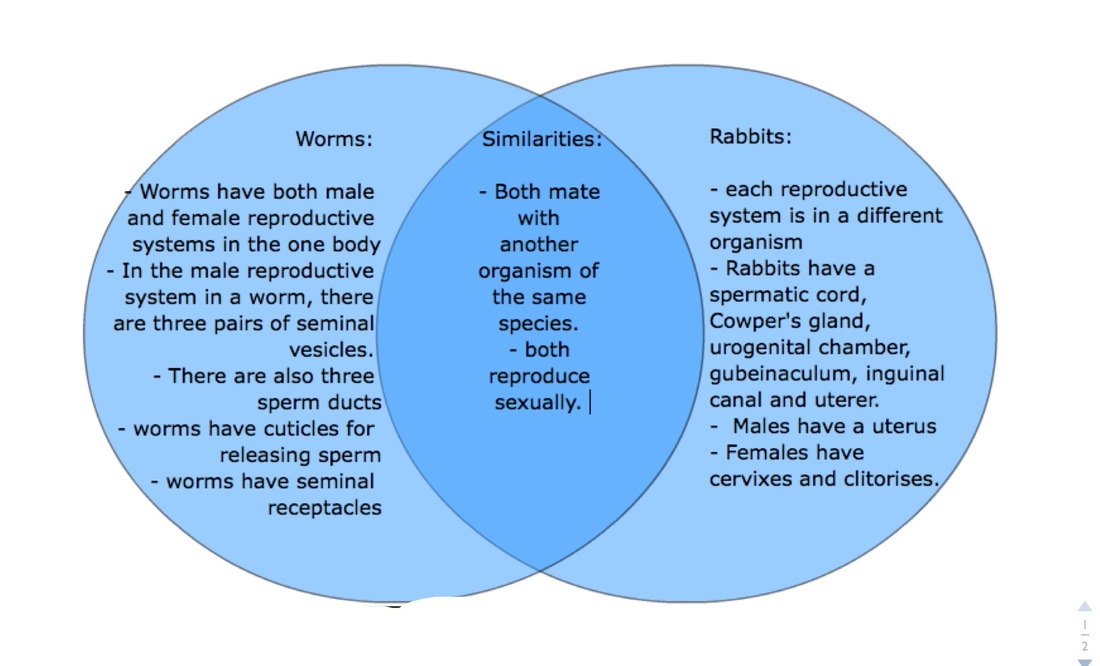 Similarities And Differences Comparing Organisms